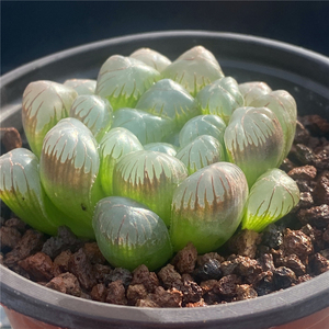 玉露十二卷 多肉 一物一拍 玉露群大窗口樱水晶多个品种 花卉园艺