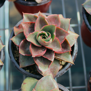 多肉植物绿植花卉大河之舞红色多肉裸根发货大单头满28包邮