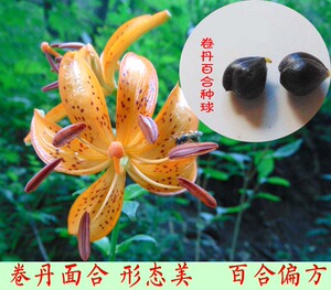 卷丹百合球东北百合种子(球茎)东方百合球细叶百合球甜百合球