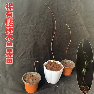 菩提子树种子苗木鱼果种苗带芽发货新奇爬藤植物四季种植