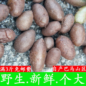 巴马长寿之乡中草药高山野生石黄皮新鲜凤凰蛋肾蕨子毛鸡蛋圆羊齿