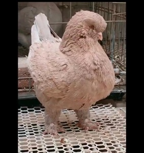 进口美系大象腿圆环种鸽种蛋大体精品眯眯眼摩登元宝鸽受精蛋一对