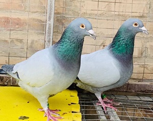 精品赛鸽公棚种鸽无杠灰鸽子种蛋可孵化受精蛋信鸽天落鸽外系血统