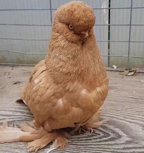 进口外系观赏鸽种鸽活体一对黄色寿星鸽子青年一对种蛋受精蛋