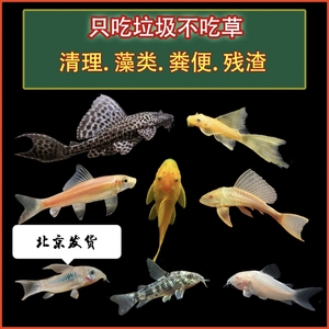 清道夫鱼小型青苔鼠除藻工具鱼淡水鱼垃圾鱼观赏鱼热带鱼活体包邮
