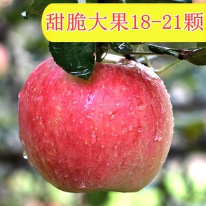 徐州丰县苹果水果10斤包邮当季新鲜大沙河红富士丑萍果一整箱现摘