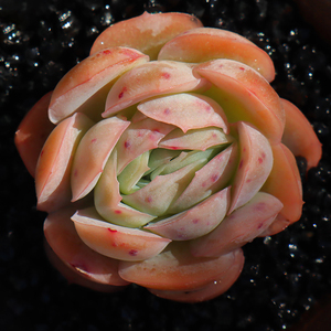 慢悠花房西娜多肉植物厚叶墨西哥玫瑰月影系杂交新品花卉大棚直销