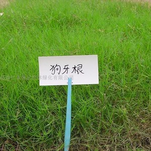 草坪种子脱壳包衣狗牙根矮生草种护坡固土暖季型耐践踏庭院绿化