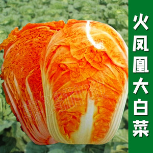 火凤凰大白菜种子籽抗病高产高钙橘红心农家大田易种植蔬菜种子