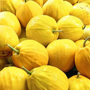 丑八怪甜瓜种子香瓜黄皮超甜金疙瘩春夏秋季庭院大田四季水果种籽