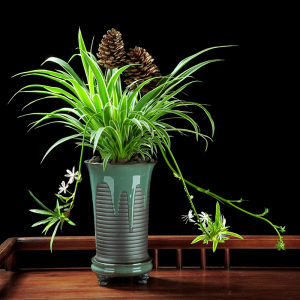 金边吊兰盆栽垂吊植物室内客厅办公室桌面小盆景四季常青好养花卉