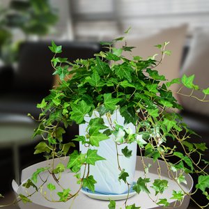 常春藤盆栽植物室内垂吊水培绿植玻璃水养花卉办公室桌面好养懒人