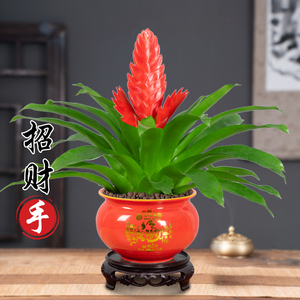 招财手鸿运当头盆栽绿植花卉玉扇室內好养客厅四季开花大盆办公室