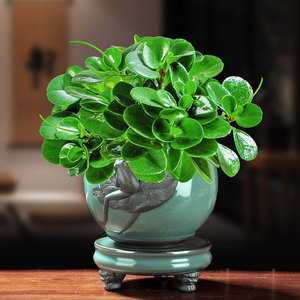 青叶碧玉盆栽室内客厅办公室桌面豆瓣绿盆景四季常青好养观叶植物