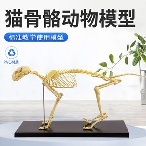 宠物骨科器械 狗骨骼标本模型 动物狗猫犬 教学骨架骨头 骨骼模型