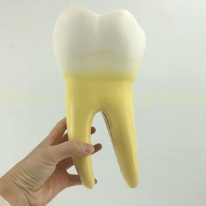 幼儿园教具 医学教学大型牙齿 健康牙 人体磨牙模型 磨牙解剖模型