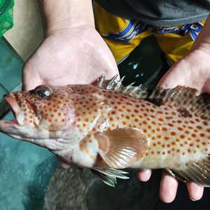 三亚深海捕捞野生鲜活大金钱斑芝麻斑鱼500g以上速冻顺丰2斤包邮