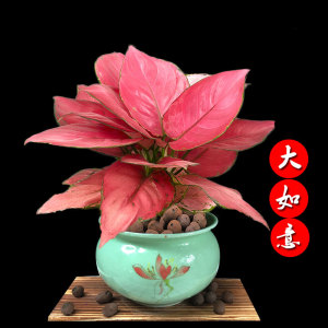 如意皇后盆栽室内高档如意花盆栽婚庆装饰红色植物桌面绿植小盆栽