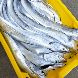 舟山东海本地钓带带鱼新鲜渔船到货直发5-7两左右/条,按斤卖