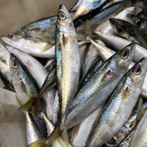 舟山新鲜渔船到货直发青占鱼秋刀鱼青花鱼,0.9-1.1斤/条