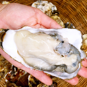 乳山野生生蚝5斤装牡蛎鲜活海蛎子海鲜全国包邮