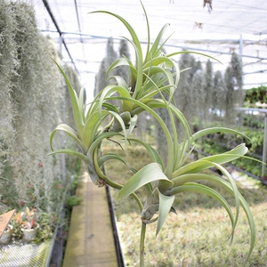 雅园空气凤梨空气草巨型木柄旋风 木柄多头连杆无土植物 包邮