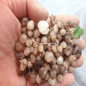 云南野生小叶青天葵 半边脸 独角莲天葵籽鲜品500包邮