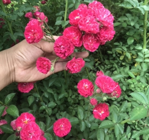 蔷薇花无刺爬藤多头红花蔷薇桃红色重瓣四季花朵循环开花耐寒蔷薇