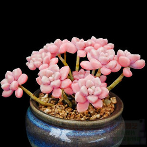 多肉植物 丸叶 姬秋丽 绿植多肉 净化空气 盆栽花卉盆景 品相佳