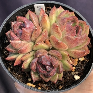 黑水晶玫瑰多肉