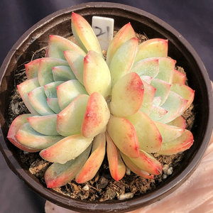 轰动 奶油泡芙一物一拍阳台窗台办公室室内盆栽多肉植物小e多肉园