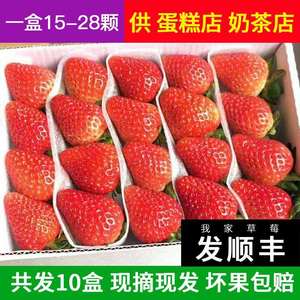 现货鲜草莓10盒装新鲜烘焙酸草莓双流蛋糕奶茶商用顺丰包邮上海发