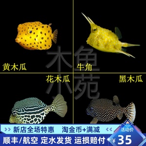 热卖活体海水鱼牛角黄木瓜珍珠黑花木瓜活体日本婆蓝吊公子小丑鱼