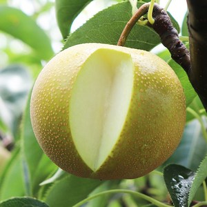 富川冰淇梨新鲜现摘广西黄花梨当季砂梨果大果孕妇水果整箱10斤皮