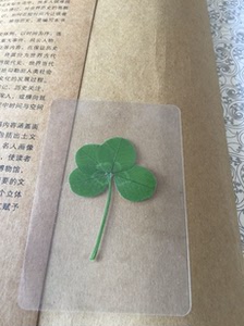 幸运草四叶草便利店植物干花标本书签护身符高考祝福热销毕业礼物