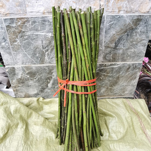 80马大光淘宝日本小白花无刺蔷薇杆子 月季欧月嫁接砧木 嫁接育苗