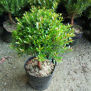 小叶赤楠盆景金丝楠木盆栽树桩三叶红芽室内小植物净化空气除甲醛