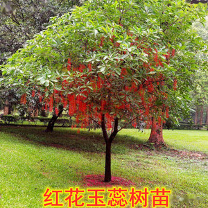 东南亚红花玉蕊树苗绿化行道风景树庭院别墅公园湖边常绿玉蕊苗木