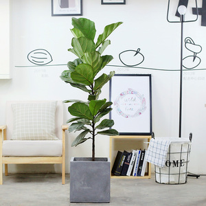 琴叶榕盆栽大型绿植室内客厅橡皮树老桩观叶植物净化空气盆栽绿植