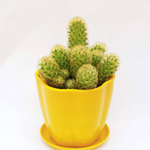 仙人掌 迷你桌面多肉植物 花卉盆栽 办公室小绿植 仙人指 金手指