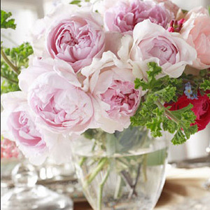 伊芙幻塔索斯 月季扦插小花苗切花月季【少波月季】【12cm盆】