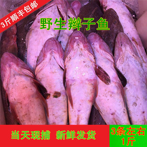 大连野生辫子鱼 鲜活狗腿鱼 百甲鱼 牛尾鱼 三笑鱼 新鲜尖角鱼