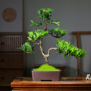 小叶罗汉松盆景老桩飘枝造型盆栽办公室室内绿植桌面摆件造景植物