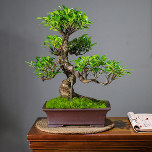 小叶榕树盆景老桩造型办公室内客厅大型绿植桌面盆栽庭院阳台植物