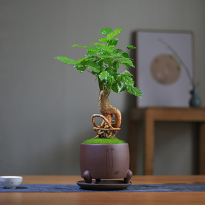 绿宝树室内造型常青提根桌面小型盆栽办公桌书房盆景四季耐阴老桩