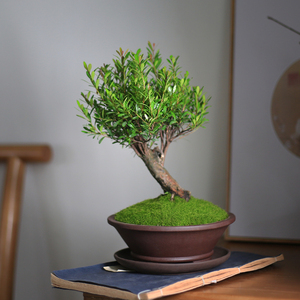 小叶赤楠盆景小老桩办公桌阳台书房造型绿植室内盆栽庭院四季常青