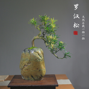 雀舌罗汉松盆景盆栽悬崖临水老桩造型绿植室内园林一物一拍奇石