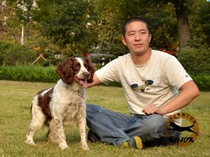 东鲁犬舍史宾格犬工作犬双血统幼犬英系史宾格狩猎系史宾格
