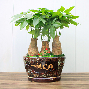 久久春 小型发财树 室内办公桌盆栽植物合肥花卉绿植盆栽配送上门