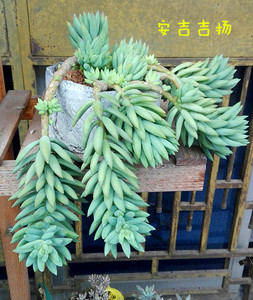 千佛手多肉植物老桩